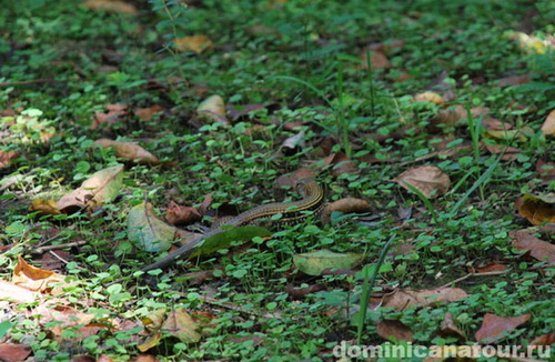 map dominicana photo