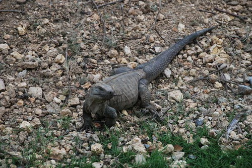 map dominicana photo