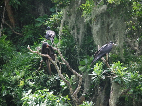 free road map Dominican Republic